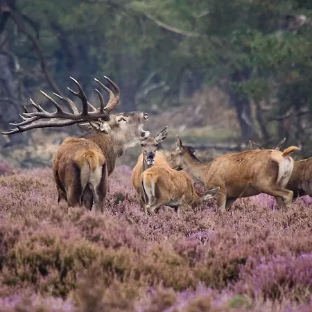 فيلة Met Hottub | 4 Personen - Valley